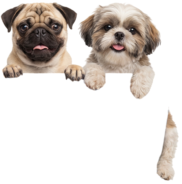 Hunde kigger over telefonen